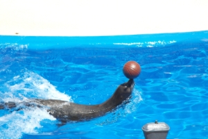 Zoom
